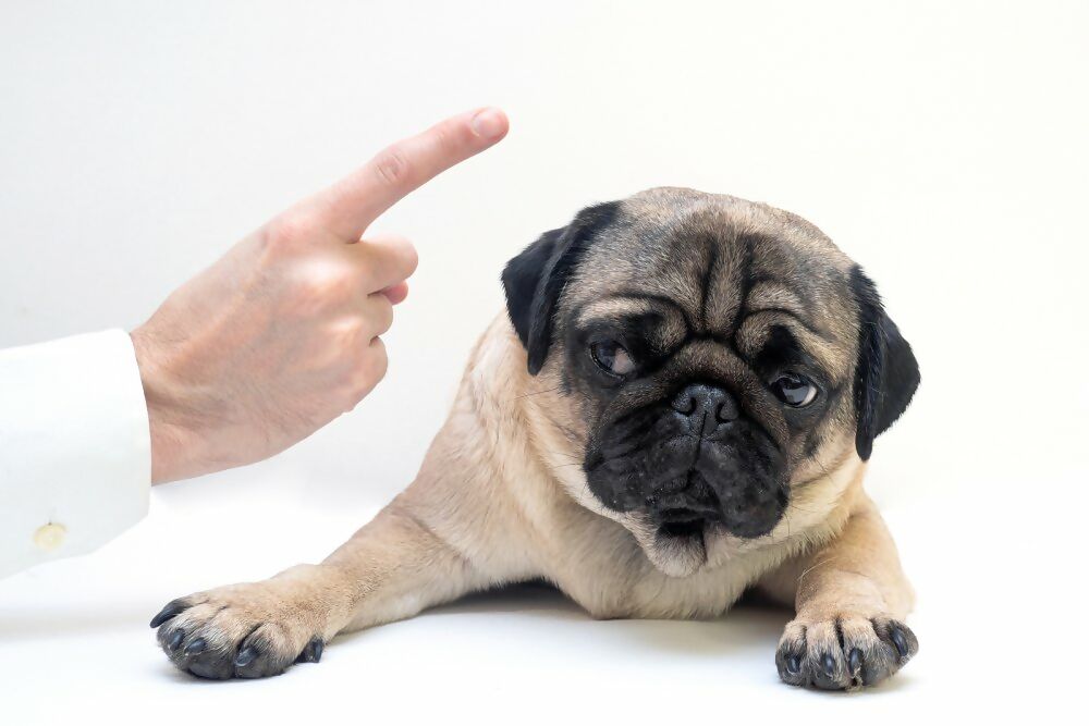 A dog having a finger wagged at it